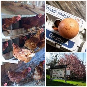 Stamp egg farms fresh local eggs