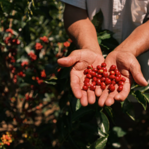 New Harvest Coffee Roasters